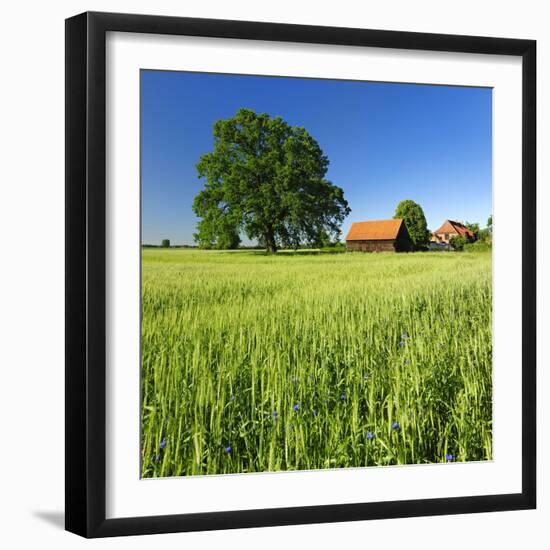 Germany, Mecklenburg-West Pomerania, Grain Field, Solitairy Oak, Hut-Andreas Vitting-Framed Photographic Print