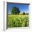 Germany, Mecklenburg-West Pomerania, Grain Field, Solitairy Oak, Hut-Andreas Vitting-Framed Photographic Print