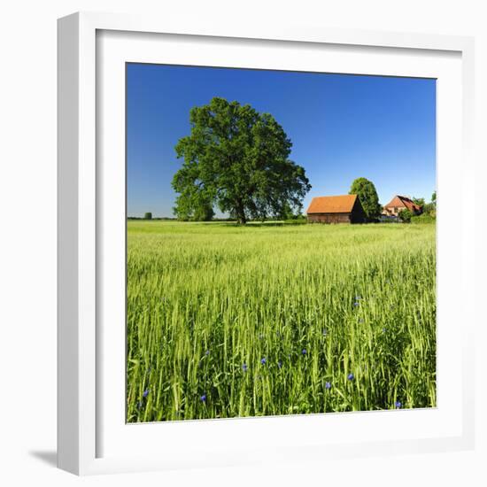 Germany, Mecklenburg-West Pomerania, Grain Field, Solitairy Oak, Hut-Andreas Vitting-Framed Photographic Print