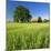 Germany, Mecklenburg-West Pomerania, Grain Field, Solitairy Oak, Hut-Andreas Vitting-Mounted Photographic Print