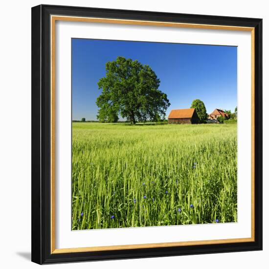 Germany, Mecklenburg-West Pomerania, Grain Field, Solitairy Oak, Hut-Andreas Vitting-Framed Photographic Print