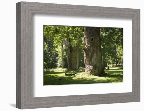 Germany, Mecklenburg-Western Pomerania, 'Ivenacker Eichen', zoo, district Mecklenburg lakeland, clo-Roland T. Frank-Framed Photographic Print