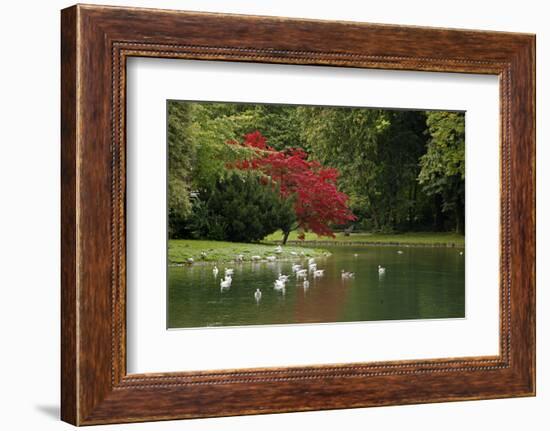 Germany, Munich. Englischer Garten, or English Garden of Munich-Kymri Wilt-Framed Photographic Print