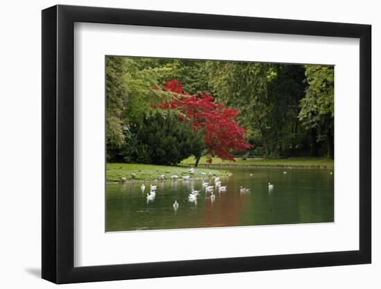 Germany, Munich. Englischer Garten, or English Garden of Munich-Kymri Wilt-Framed Photographic Print