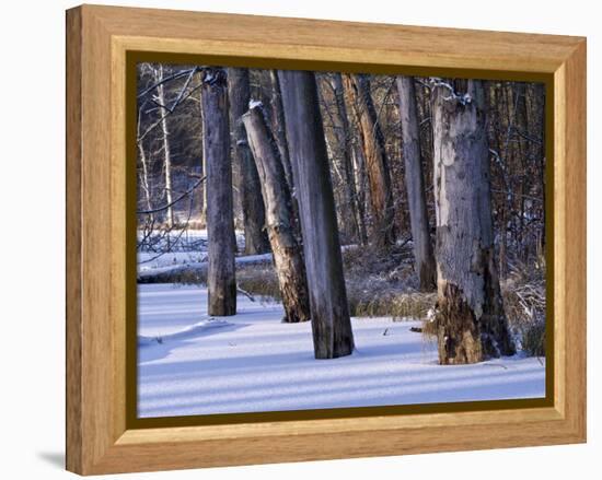 Germany, Muritz National Park, Autumn Beeches in Snow, Forest Serrahner-K. Schlierbach-Framed Premier Image Canvas