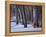 Germany, Muritz National Park, Autumn Beeches in Snow, Forest Serrahner-K. Schlierbach-Framed Premier Image Canvas