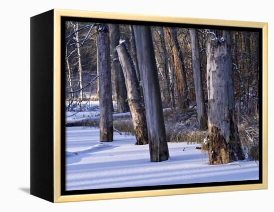 Germany, Muritz National Park, Autumn Beeches in Snow, Forest Serrahner-K. Schlierbach-Framed Premier Image Canvas