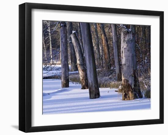 Germany, Muritz National Park, Autumn Beeches in Snow, Forest Serrahner-K. Schlierbach-Framed Photographic Print