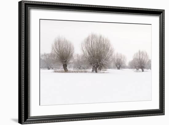Germany, North Rhine-Westphalia, Pollard Willow Trees in Winter-Andreas Keil-Framed Photographic Print