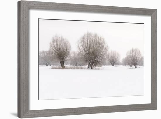 Germany, North Rhine-Westphalia, Pollard Willow Trees in Winter-Andreas Keil-Framed Photographic Print