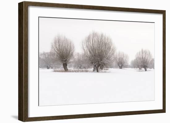 Germany, North Rhine-Westphalia, Pollard Willow Trees in Winter-Andreas Keil-Framed Photographic Print