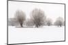 Germany, North Rhine-Westphalia, Pollard Willow Trees in Winter-Andreas Keil-Mounted Photographic Print