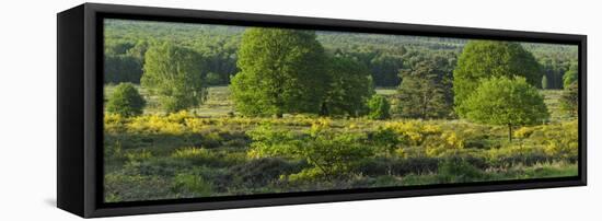 Germany, North Rhine-Westphalia, Wahner Heide, Common Broom-Andreas Keil-Framed Premier Image Canvas