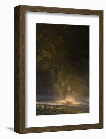 Germany, North Rhine-Westphalia, Wahner Moor, Meadow Agger, River with Morning Fog and Backlight-Andreas Keil-Framed Photographic Print