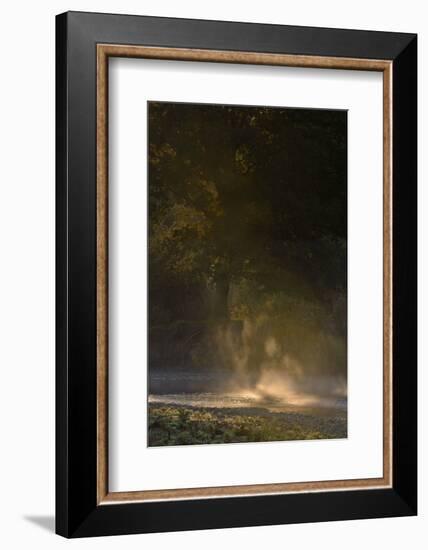 Germany, North Rhine-Westphalia, Wahner Moor, Meadow Agger, River with Morning Fog and Backlight-Andreas Keil-Framed Photographic Print