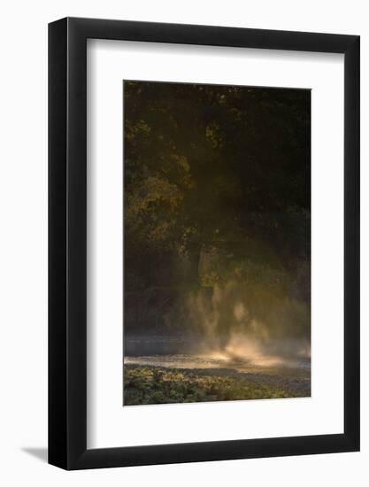 Germany, North Rhine-Westphalia, Wahner Moor, Meadow Agger, River with Morning Fog and Backlight-Andreas Keil-Framed Photographic Print