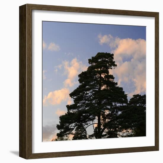 Germany, North Rhine-Westphalia, Wahner Moor, Pine in Front of Evening Sky-Andreas Keil-Framed Photographic Print