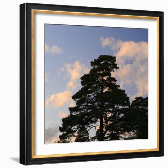 Germany, North Rhine-Westphalia, Wahner Moor, Pine in Front of Evening Sky-Andreas Keil-Framed Photographic Print