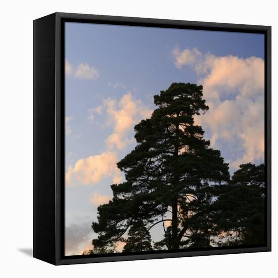 Germany, North Rhine-Westphalia, Wahner Moor, Pine in Front of Evening Sky-Andreas Keil-Framed Premier Image Canvas