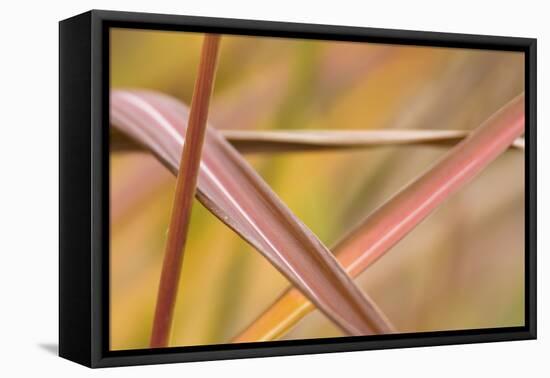 Germany, Reed Leaves, Autumn Colours, Graphic Pattern-K. Schlierbach-Framed Premier Image Canvas