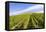 Germany, Rhineland-Palatinate, District Trier-Saarburg, Kasel Ruwertal, Vineyard Site-Udo Bernhart-Framed Premier Image Canvas