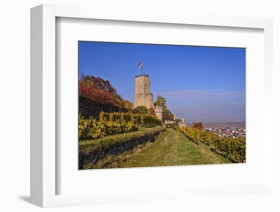 Germany, Rhineland-Palatinate, Palatinate, German Wine Route, Wachenheim, Ruin Wachtenburg-Udo Siebig-Framed Photographic Print