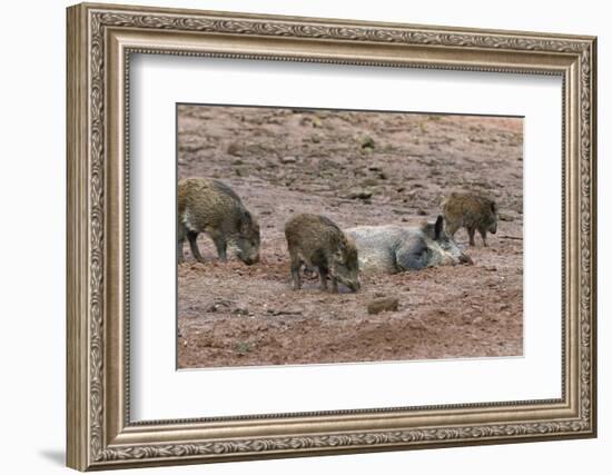 Germany, Rhineland-Palatinate, wild boar (Sus scrofa), wild sow with young wild boars.-Roland T. Frank-Framed Photographic Print