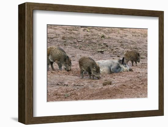 Germany, Rhineland-Palatinate, wild boar (Sus scrofa), wild sow with young wild boars.-Roland T. Frank-Framed Photographic Print