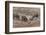 Germany, Rhineland-Palatinate, wild boar (Sus scrofa), wild sow with young wild boars.-Roland T. Frank-Framed Photographic Print