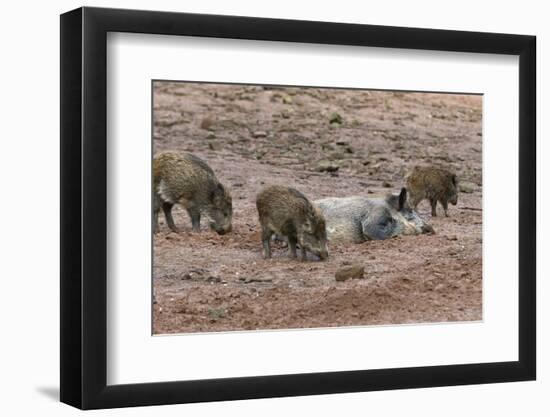 Germany, Rhineland-Palatinate, wild boar (Sus scrofa), wild sow with young wild boars.-Roland T. Frank-Framed Photographic Print