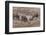 Germany, Rhineland-Palatinate, wild boar (Sus scrofa), wild sow with young wild boars.-Roland T. Frank-Framed Photographic Print