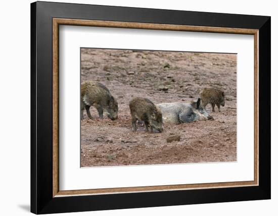 Germany, Rhineland-Palatinate, wild boar (Sus scrofa), wild sow with young wild boars.-Roland T. Frank-Framed Photographic Print