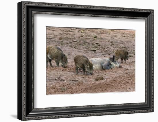 Germany, Rhineland-Palatinate, wild boar (Sus scrofa), wild sow with young wild boars.-Roland T. Frank-Framed Photographic Print