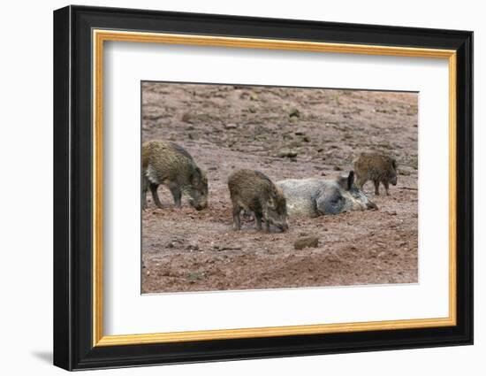 Germany, Rhineland-Palatinate, wild boar (Sus scrofa), wild sow with young wild boars.-Roland T. Frank-Framed Photographic Print