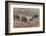 Germany, Rhineland-Palatinate, wild boar (Sus scrofa), wild sow with young wild boars.-Roland T. Frank-Framed Photographic Print