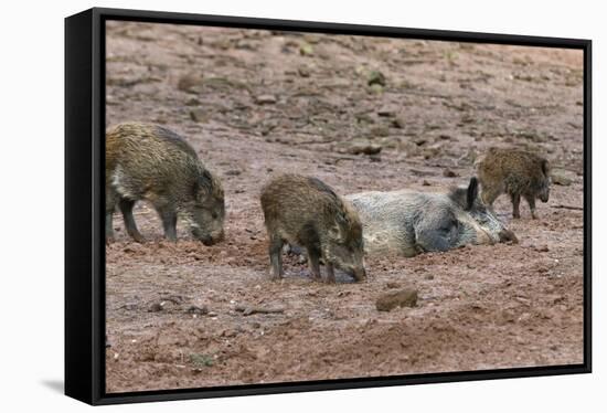 Germany, Rhineland-Palatinate, wild boar (Sus scrofa), wild sow with young wild boars.-Roland T. Frank-Framed Stretched Canvas