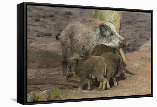 Germany, Rhineland-Palatinate, wild boar (Sus scrofa) wild sow with young wild boars.-Roland T. Frank-Framed Stretched Canvas