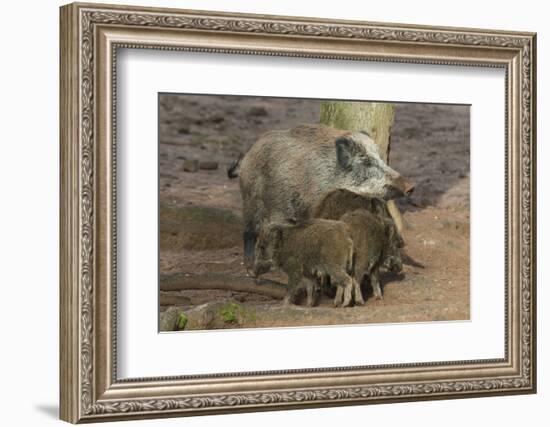 Germany, Rhineland-Palatinate, wild boar (Sus scrofa) wild sow with young wild boars.-Roland T. Frank-Framed Photographic Print