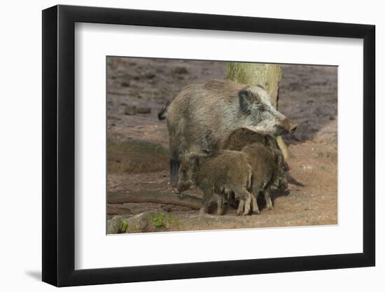 Germany, Rhineland-Palatinate, wild boar (Sus scrofa) wild sow with young wild boars.-Roland T. Frank-Framed Photographic Print