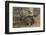 Germany, Rhineland-Palatinate, wild boar (Sus scrofa) wild sow with young wild boars.-Roland T. Frank-Framed Photographic Print