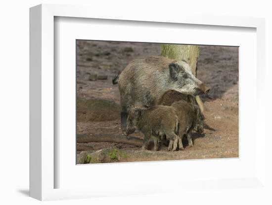 Germany, Rhineland-Palatinate, wild boar (Sus scrofa) wild sow with young wild boars.-Roland T. Frank-Framed Photographic Print