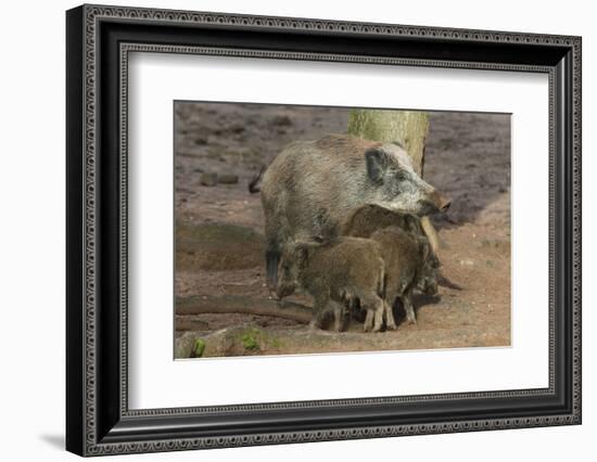 Germany, Rhineland-Palatinate, wild boar (Sus scrofa) wild sow with young wild boars.-Roland T. Frank-Framed Photographic Print