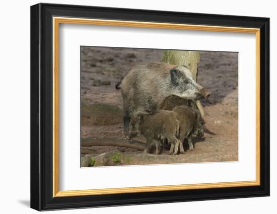 Germany, Rhineland-Palatinate, wild boar (Sus scrofa) wild sow with young wild boars.-Roland T. Frank-Framed Photographic Print