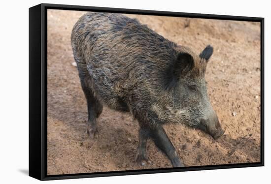 Germany, Rhineland-Palatinate, wild boar (Sus scrofa)-Roland T. Frank-Framed Stretched Canvas