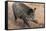 Germany, Rhineland-Palatinate, wild boar (Sus scrofa)-Roland T. Frank-Framed Stretched Canvas