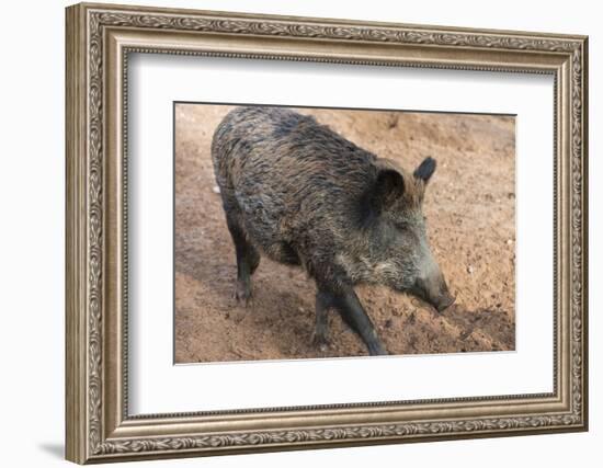 Germany, Rhineland-Palatinate, wild boar (Sus scrofa)-Roland T. Frank-Framed Photographic Print