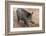 Germany, Rhineland-Palatinate, wild boar (Sus scrofa)-Roland T. Frank-Framed Photographic Print