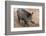 Germany, Rhineland-Palatinate, wild boar (Sus scrofa)-Roland T. Frank-Framed Photographic Print