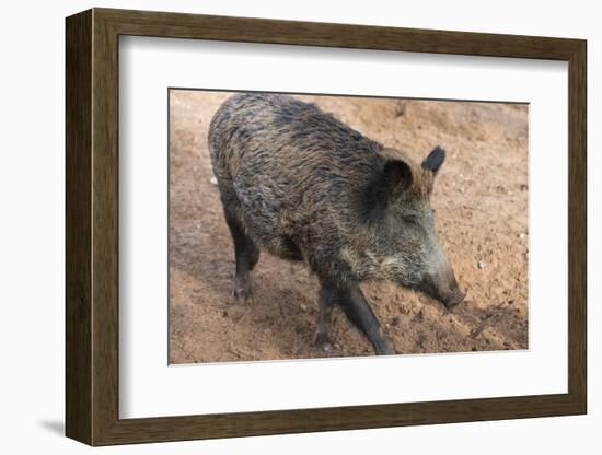 Germany, Rhineland-Palatinate, wild boar (Sus scrofa)-Roland T. Frank-Framed Photographic Print