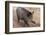 Germany, Rhineland-Palatinate, wild boar (Sus scrofa)-Roland T. Frank-Framed Photographic Print